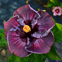 Taiwan Purple Ball Gown